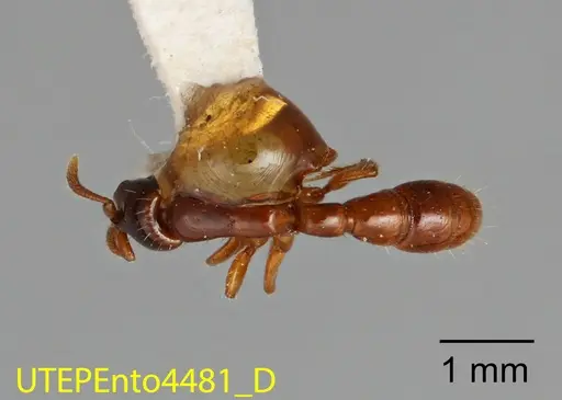 Acanthostichus quirozi specimen UTEPENTO4481 image utepento4481_1