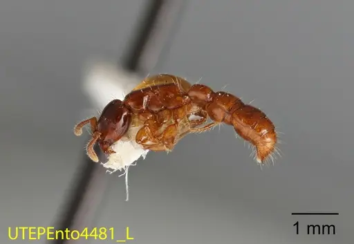 Acanthostichus quirozi specimen UTEPENTO4481 image utepento4481_2