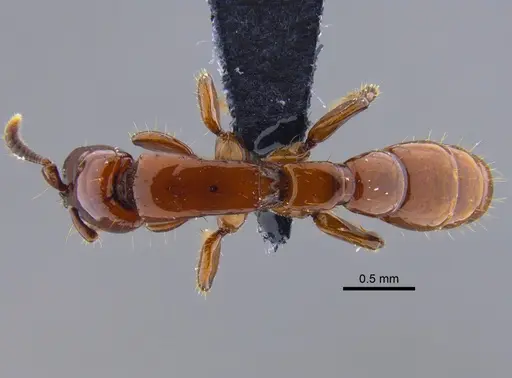 Acanthostichus sanchezorum specimen CBUMAGENT41916 image cbumagent41916_1