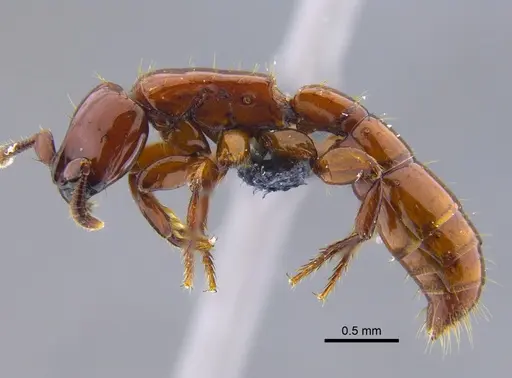 Acanthostichus sanchezorum specimen CBUMAGENT41916 image cbumagent41916_3