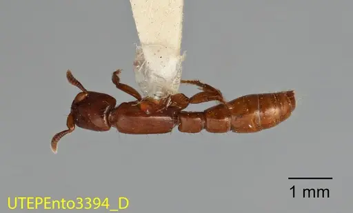 Acanthostichus sanchezorum specimen UTEPENTO3394 image utepento3394_1