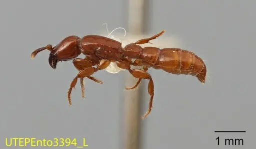 Acanthostichus sanchezorum specimen UTEPENTO3394 image utepento3394_2