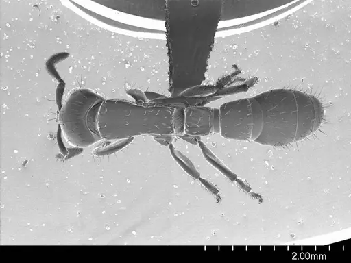 Acanthostichus serratulus specimen ANTWEB1008492 image antweb1008492_1
