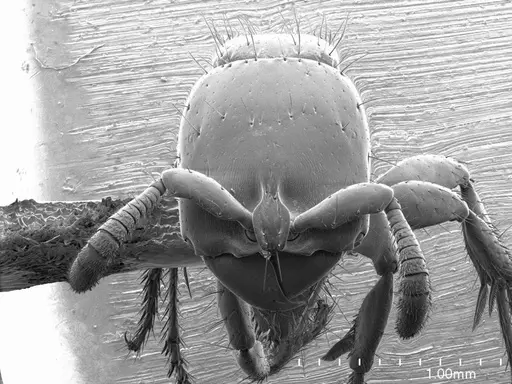 Acanthostichus serratulus specimen ANTWEB1008492 image antweb1008492_2