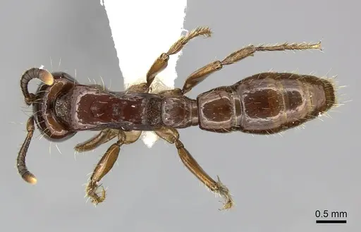 Acanthostichus serratulus specimen CASENT0249287 image casent0249287_1