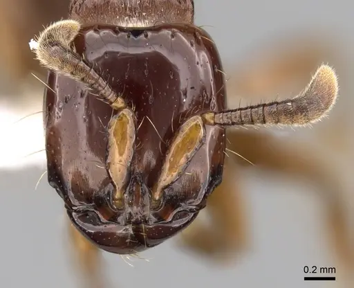 Acanthostichus serratulus specimen CASENT0249287 image casent0249287_2