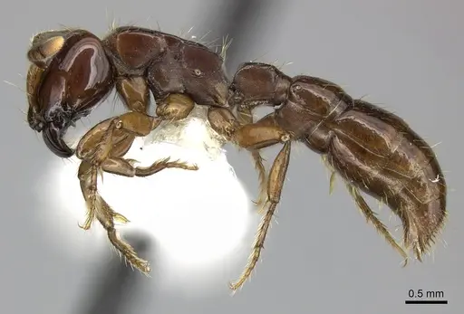 Acanthostichus serratulus specimen CASENT0249287 image casent0249287_3