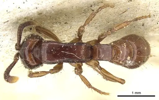 Acanthostichus serratulus specimen CASENT0903667 image casent0903667_1