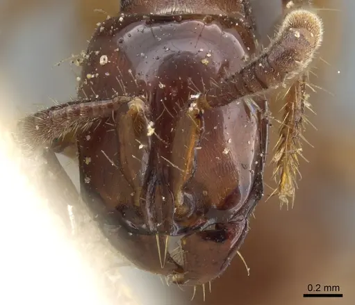 Acanthostichus serratulus specimen CASENT0903667 image casent0903667_2