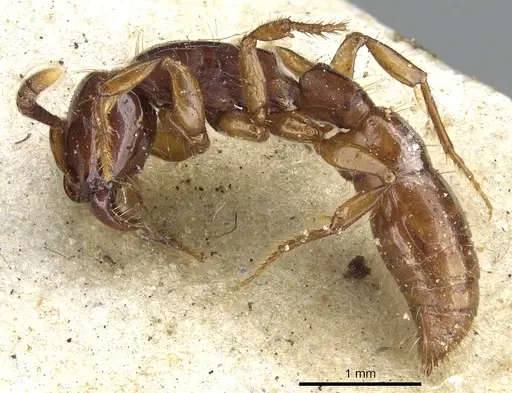 Acanthostichus serratulus specimen CASENT0903667 image casent0903667_3