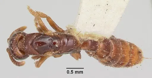 Acanthostichus texanus specimen CASENT0103130 image casent0103130_1