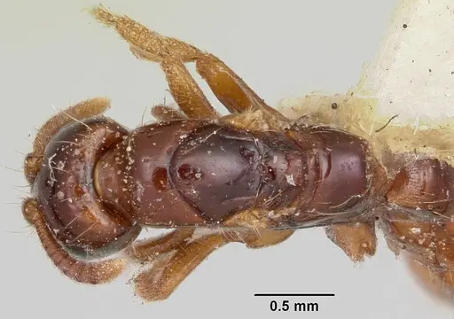 Acanthostichus texanus specimen CASENT0103130 image casent0103130_2