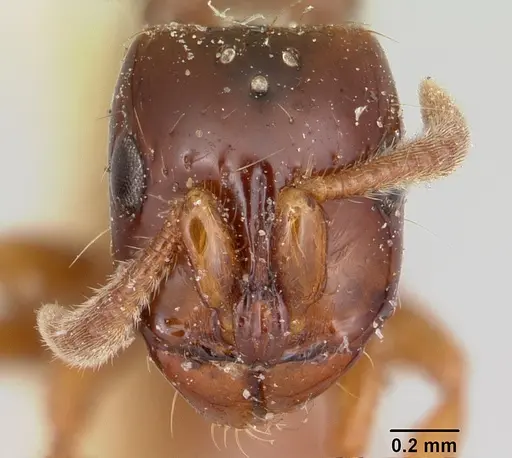Acanthostichus texanus specimen CASENT0103130 image casent0103130_3