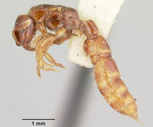 Acanthostichus texanus specimen CASENT0103130 image casent0103130_4