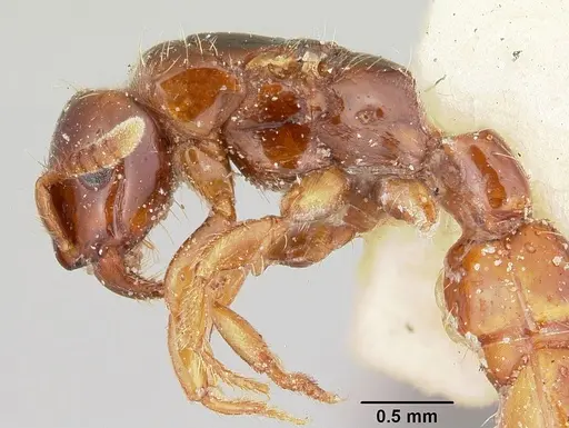 Acanthostichus texanus specimen CASENT0103130 image casent0103130_5