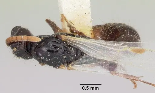 Acanthostichus texanus specimen CASENT0103131 image casent0103131_1