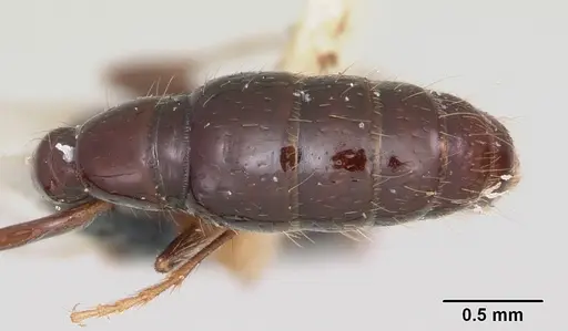 Acanthostichus texanus specimen CASENT0103131 image casent0103131_2