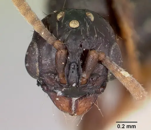 Acanthostichus texanus specimen CASENT0103131 image casent0103131_3