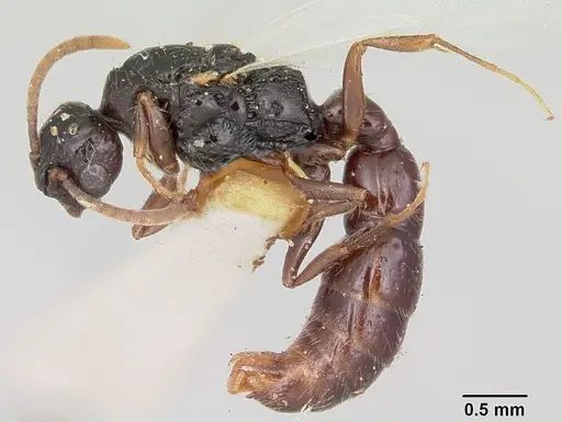 Acanthostichus texanus specimen CASENT0103131 image casent0103131_4
