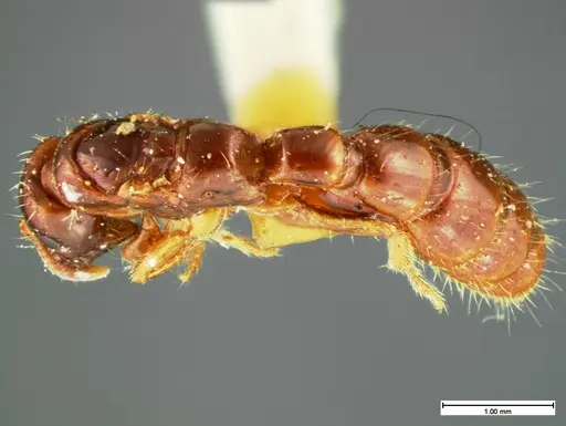 Acanthostichus texanus specimen CASENT0105577 image casent0105577_1