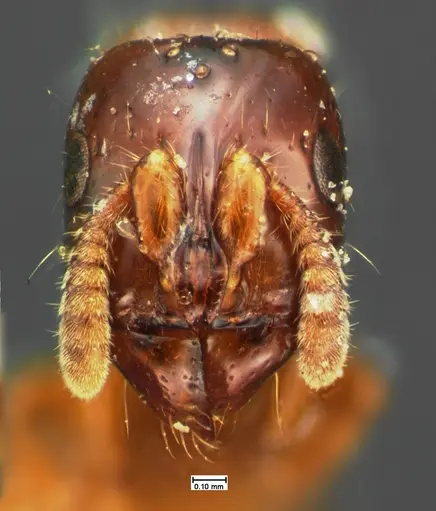 Acanthostichus texanus specimen CASENT0105577 image casent0105577_2