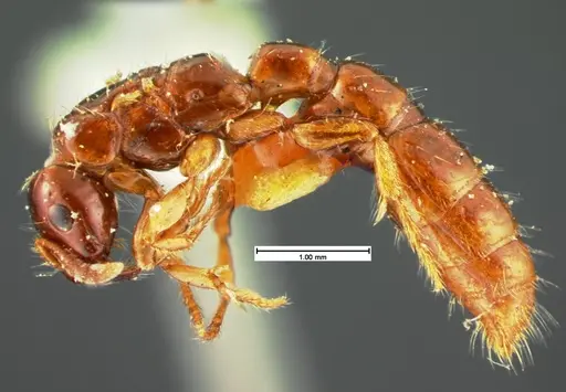 Acanthostichus texanus specimen CASENT0105577 image casent0105577_3