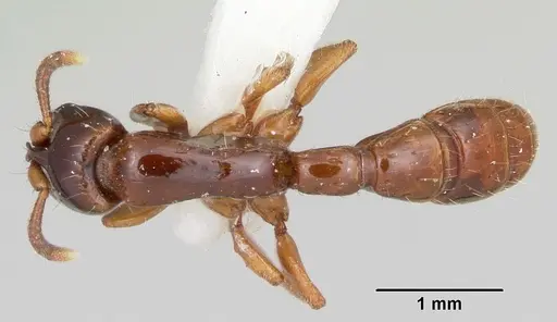 Acanthostichus texanus specimen CASENT0105578 image casent0105578_1