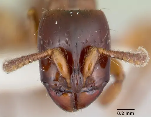 Acanthostichus texanus specimen CASENT0105578 image casent0105578_2