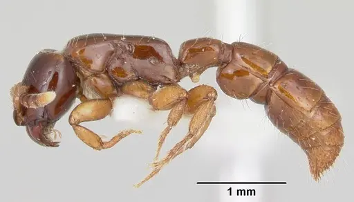 Acanthostichus texanus specimen CASENT0105578 image casent0105578_3