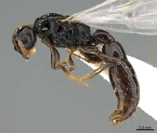 Acanthostichus texanus specimen CASENT0923569 image casent0923569_1