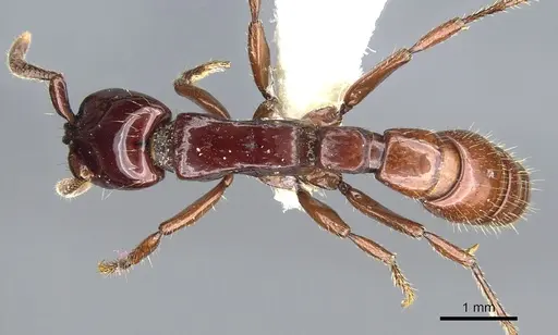 Acanthostichus truncatus specimen CASENT0903670 image casent0903670_1
