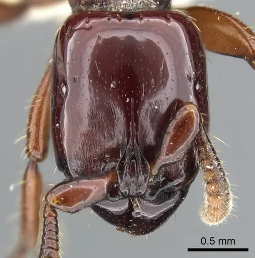 Acanthostichus truncatus specimen CASENT0903670 image casent0903670_2