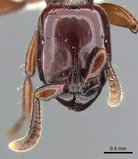 Acanthostichus truncatus specimen CASENT0903670 image casent0903670_3
