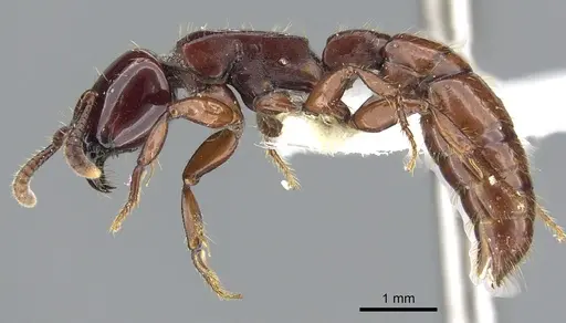 Acanthostichus truncatus specimen CASENT0903670 image casent0903670_4