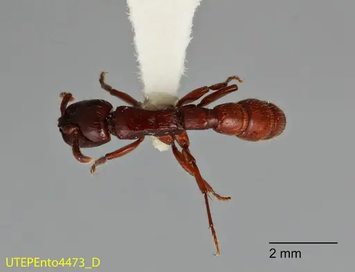 Acanthostichus truncatus specimen UTEPENTO4473 image utepento4473_1