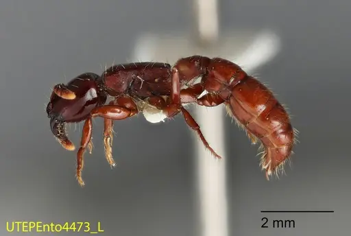 Acanthostichus truncatus specimen UTEPENTO4473 image utepento4473_2