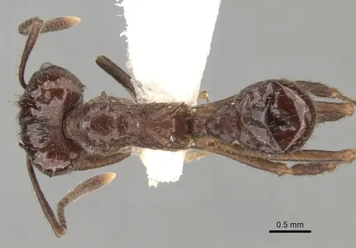 Acromyrmex ambiguus specimen CASENT0281786 image casent0281786_1