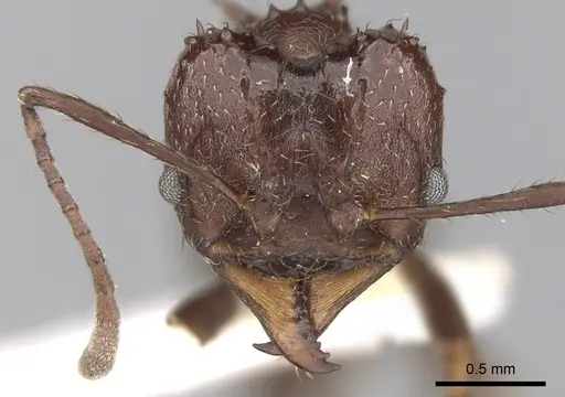 Acromyrmex ambiguus specimen CASENT0281786 image casent0281786_2