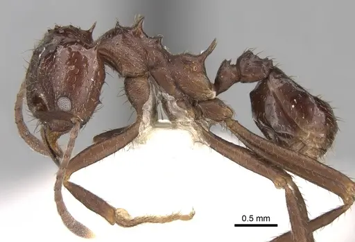 Acromyrmex ambiguus specimen CASENT0281786 image casent0281786_3