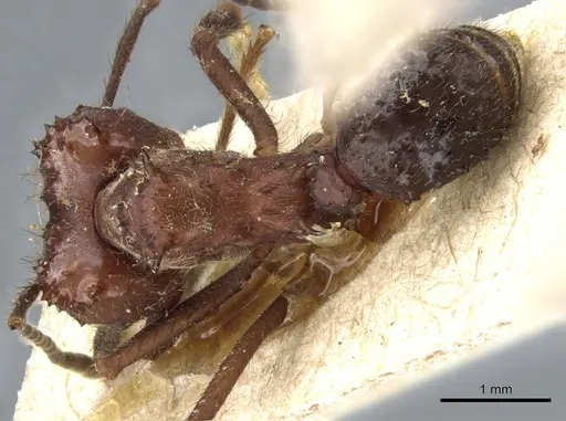 Acromyrmex ambiguus specimen CASENT0905001 image casent0905001_1