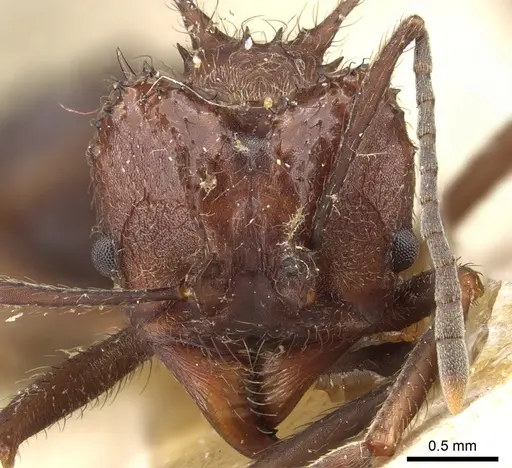 Acromyrmex ambiguus specimen CASENT0905001 image casent0905001_2