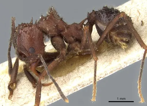 Acromyrmex ambiguus specimen CASENT0905001 image casent0905001_3