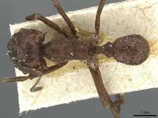 Acromyrmex ambiguus specimen CASENT0912439 image casent0912439_1