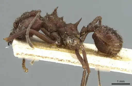 Acromyrmex ambiguus specimen CASENT0912439 image casent0912439_3