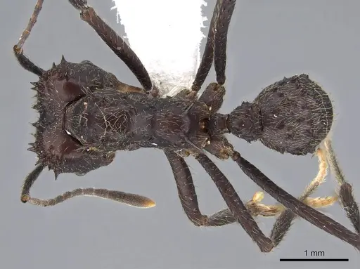 Acromyrmex ambiguus specimen CASENT0922019 image casent0922019_1