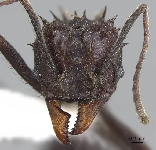 Acromyrmex ambiguus specimen CASENT0922019 image casent0922019_2