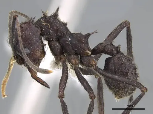 Acromyrmex ambiguus specimen CASENT0922019 image casent0922019_3