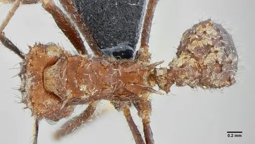 Acromyrmex ameliae specimen UFV-LABECOL-001083 image ufv-labecol-001083_1