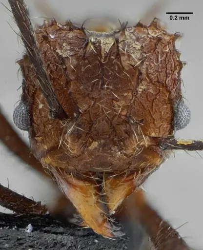 Acromyrmex ameliae specimen UFV-LABECOL-001083 image ufv-labecol-001083_2