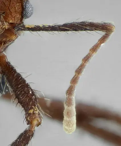 Acromyrmex ameliae specimen UFV-LABECOL-001083 image ufv-labecol-001083_3